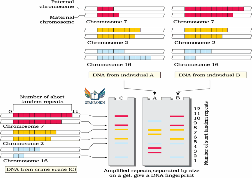 Biology Investigatory Project Class 12 DNA fingerprinting and its ...