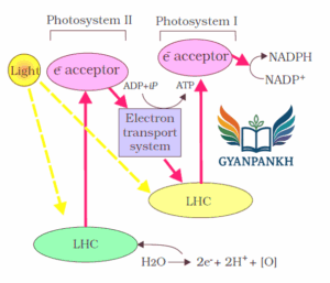 CBQ of Photosynthesis in Higher Plants
