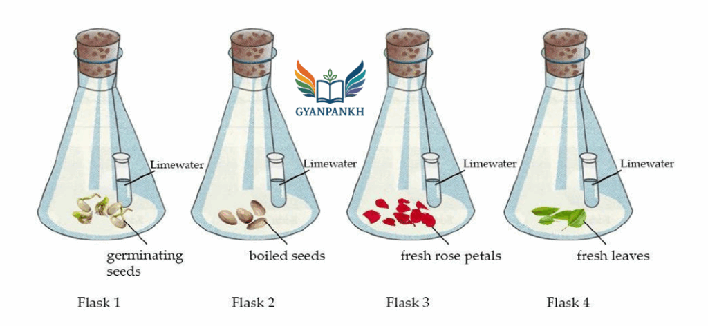 Amit conducts an experiment. He sets up four conical flasks, as shown below.