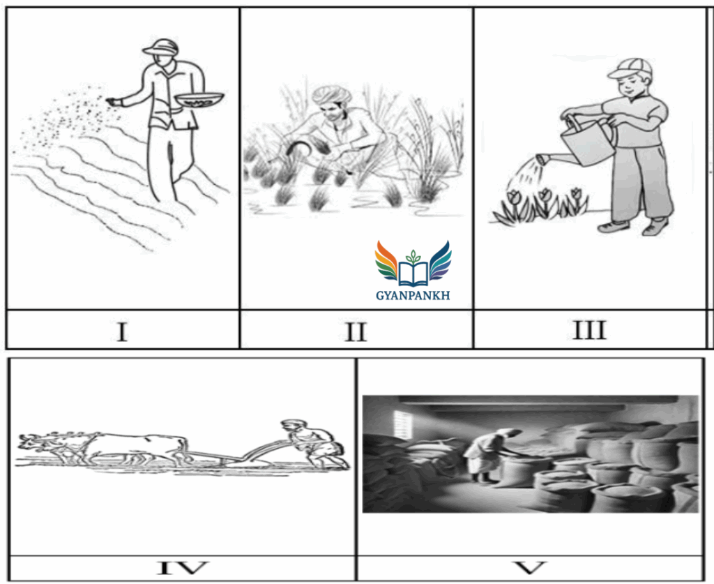 The picture given below shows different steps involved in growing a crop.