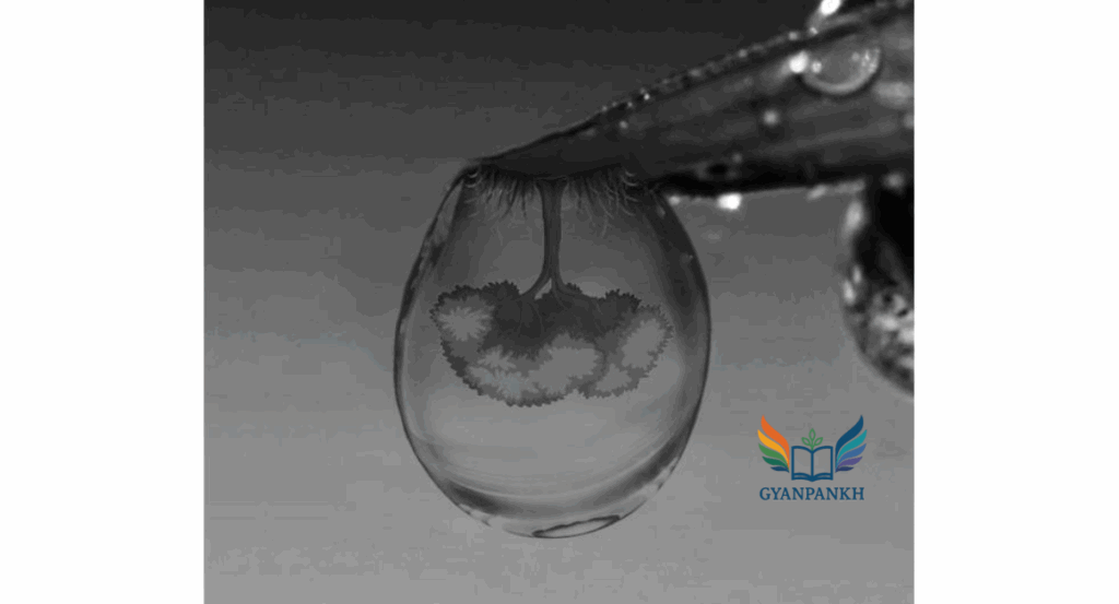 After the rain, Siya looked through a water droplet. She got excited and clicked a photo of the image seen through the droplet (shown below).