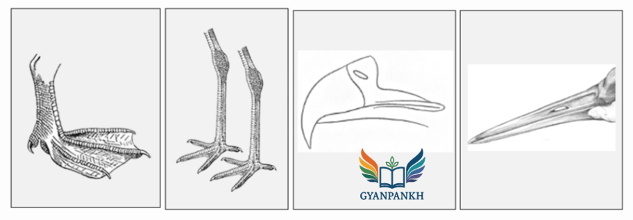 The picture given below shows characteristics (types of feet and beak) of different birds.