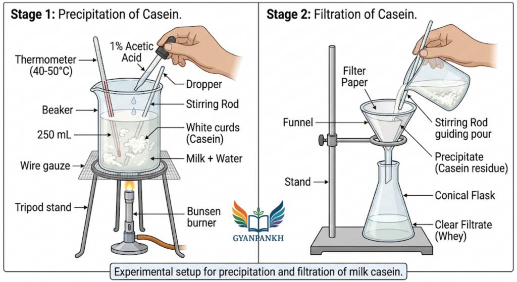 Study of Casein Quantity in different Milk